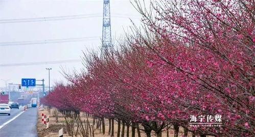 枫叶之路爆料视频最新,揭秘神秘旅程背后的精彩故事 第3张 枫叶之路爆料视频最新,揭秘神秘旅程背后的精彩故事 第3张